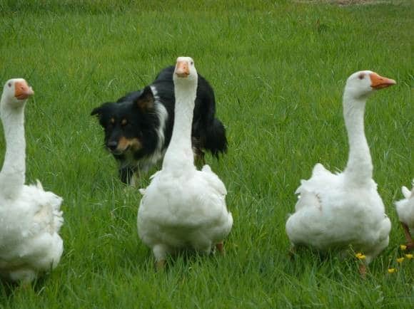 Country Pursuits