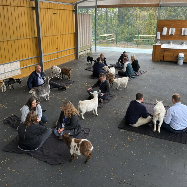 Wide view of a corporate Goat Yoga venue with spaced mats, roaming goats and a handwashing station.
